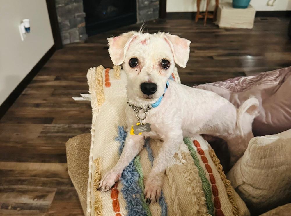 Glitterati thumbnail 3