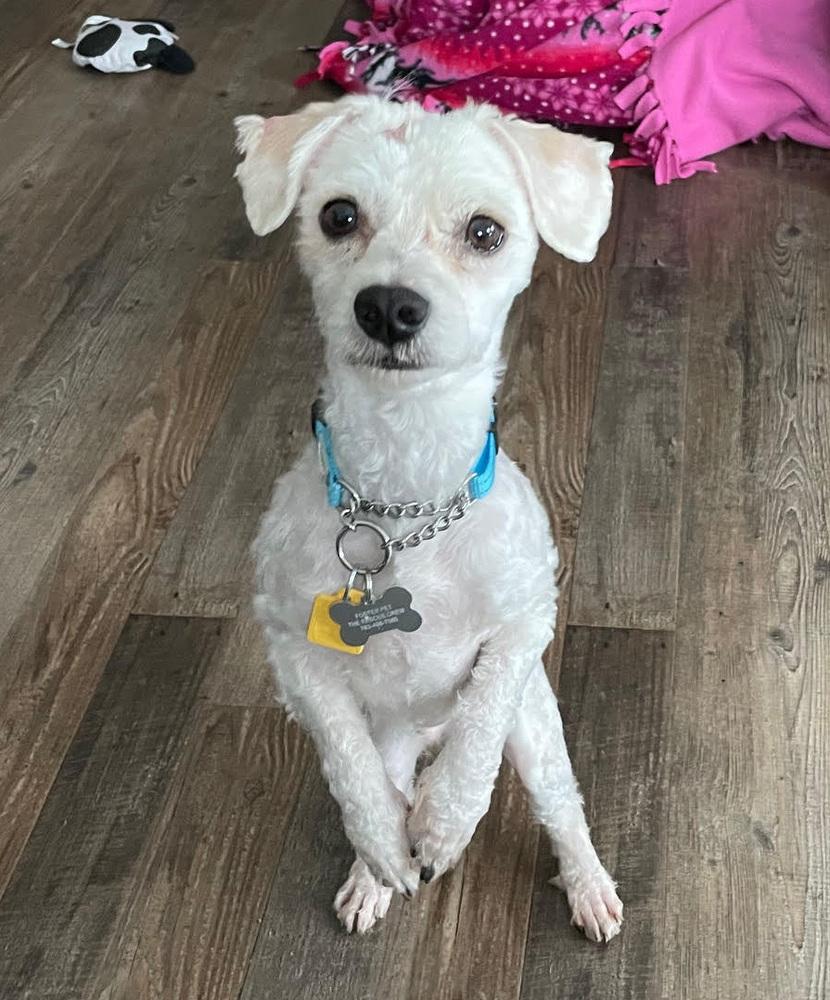 Glitterati thumbnail 4