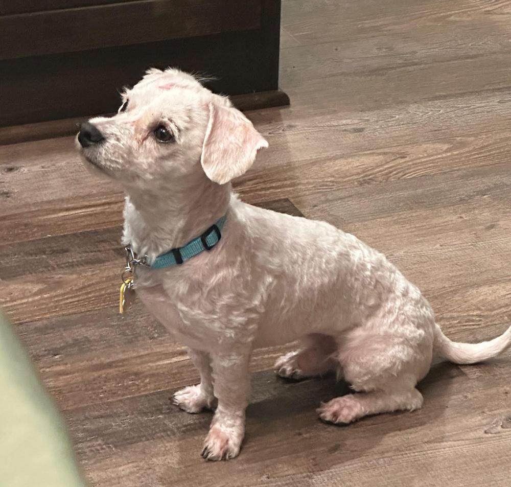 Glitterati thumbnail 6