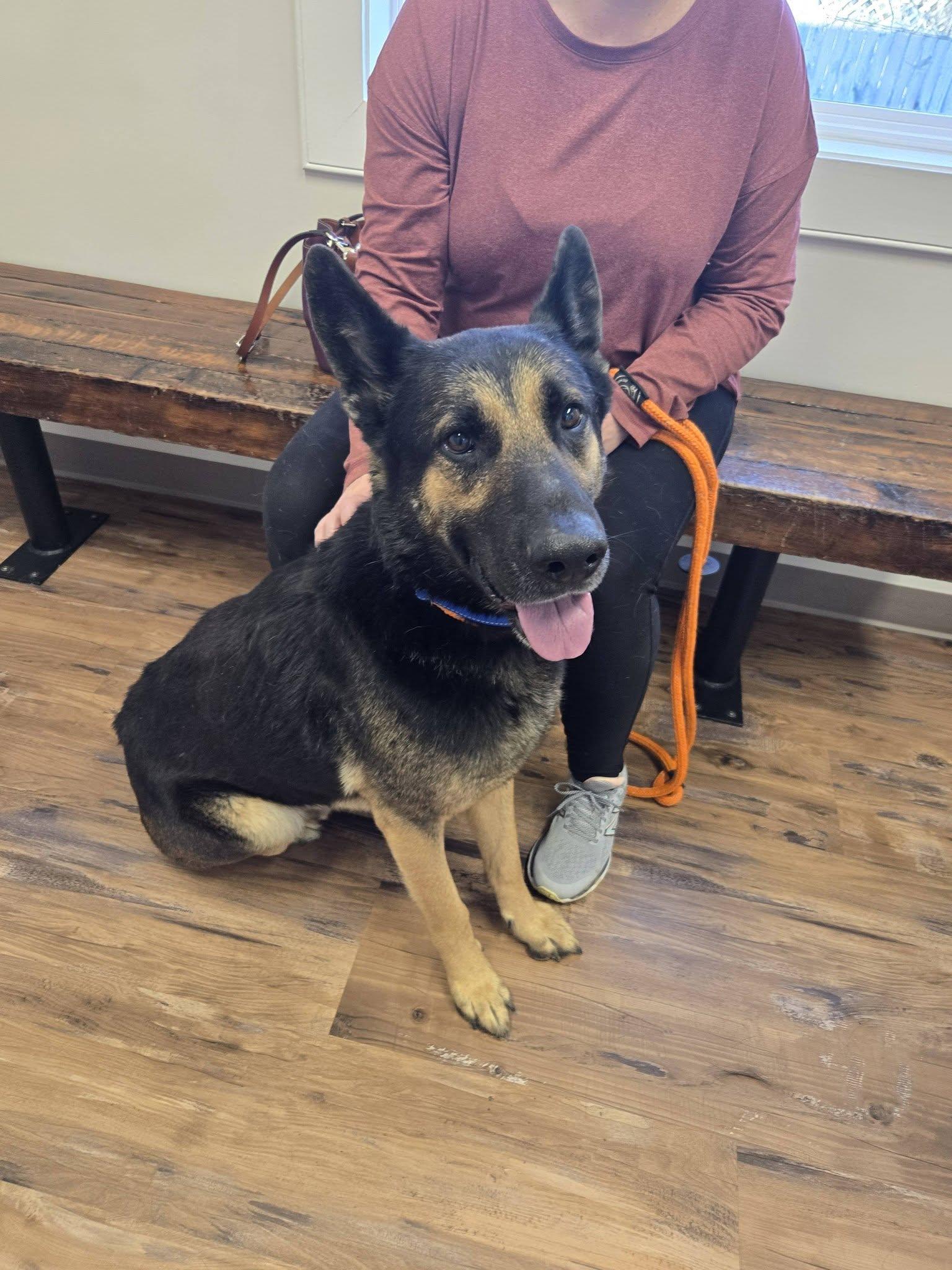 Enlarge Ruger, a ADOPTABLE German Shepherd Dog in Darlington, MD image 1/3