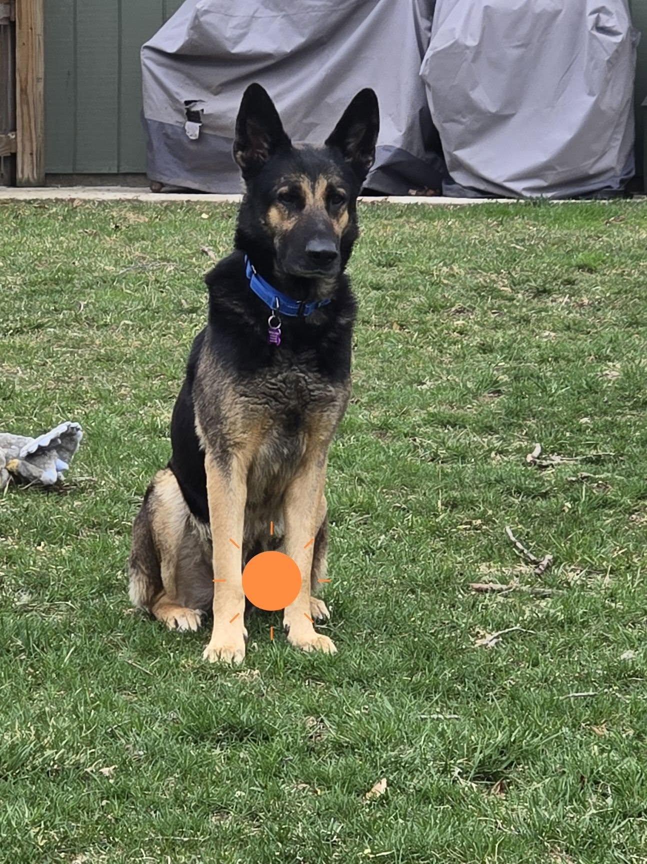 Enlarge Ruger, a ADOPTABLE German Shepherd Dog in Darlington, MD image 2/3