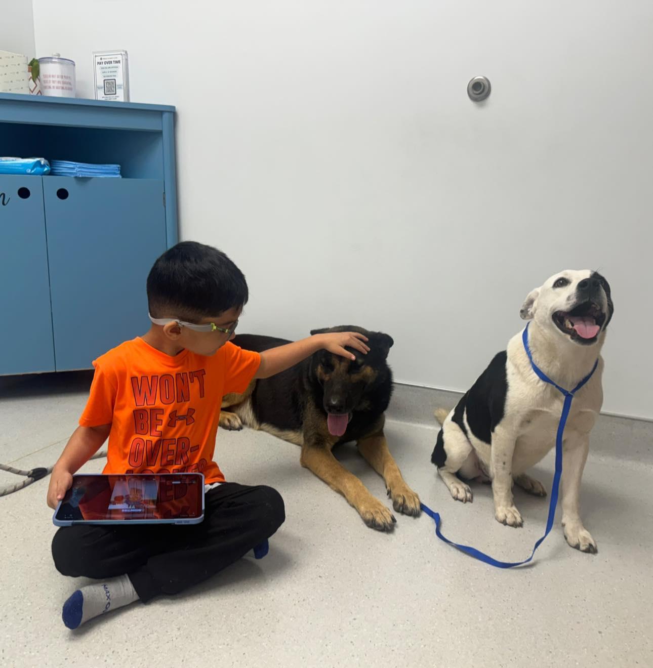 Enlarge Ruger, a ADOPTABLE German Shepherd Dog in Darlington, MD image 3/3