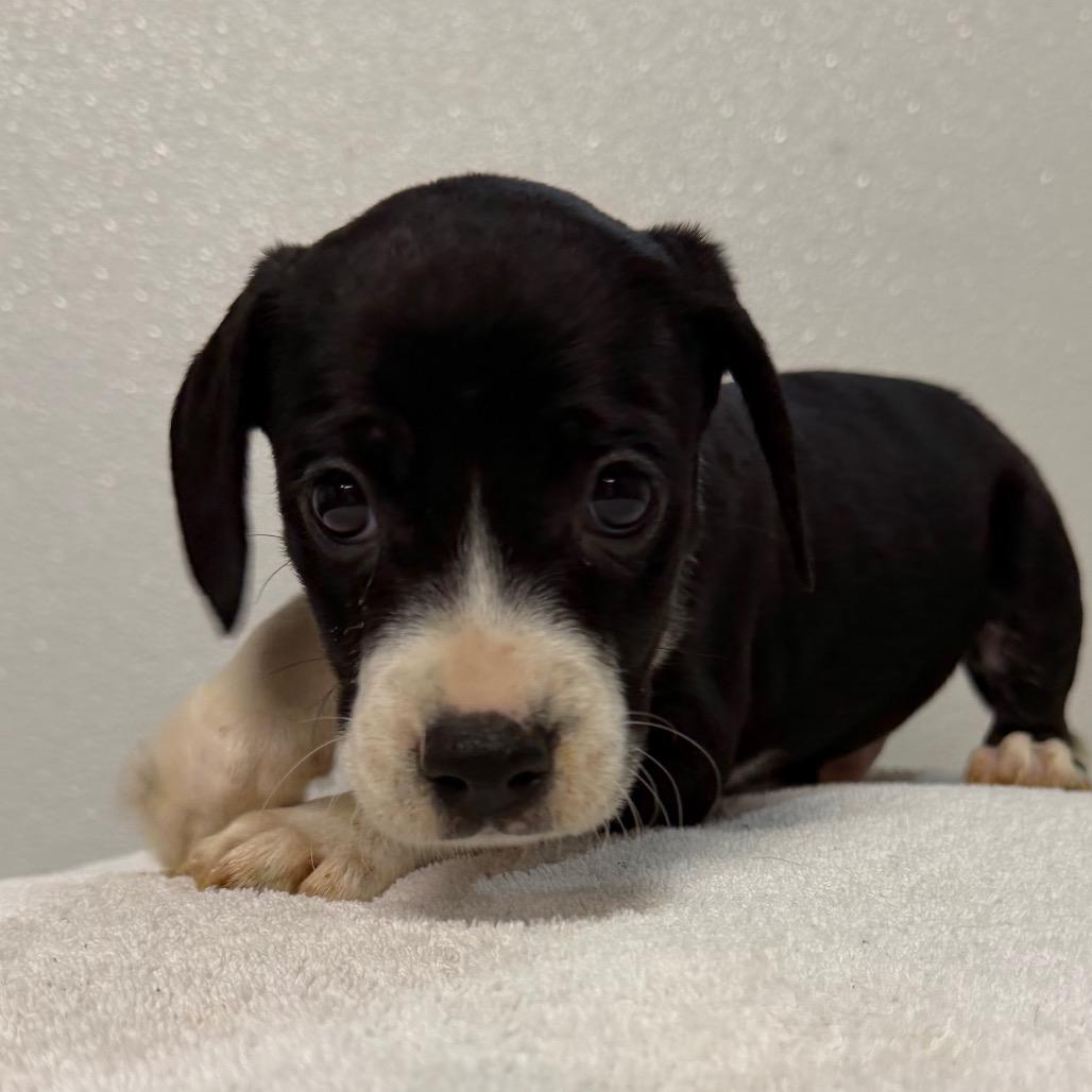 Neil, Adoptable, Puppy Male Cavalier King Charles Spaniel & Pit Bull Terrier.