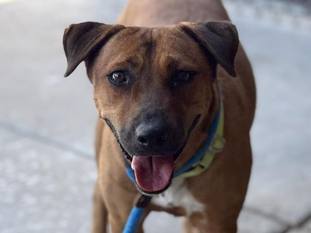 PENNY, Adoptable, Adult Female Rhodesian Ridgeback & Labrador Retriever.