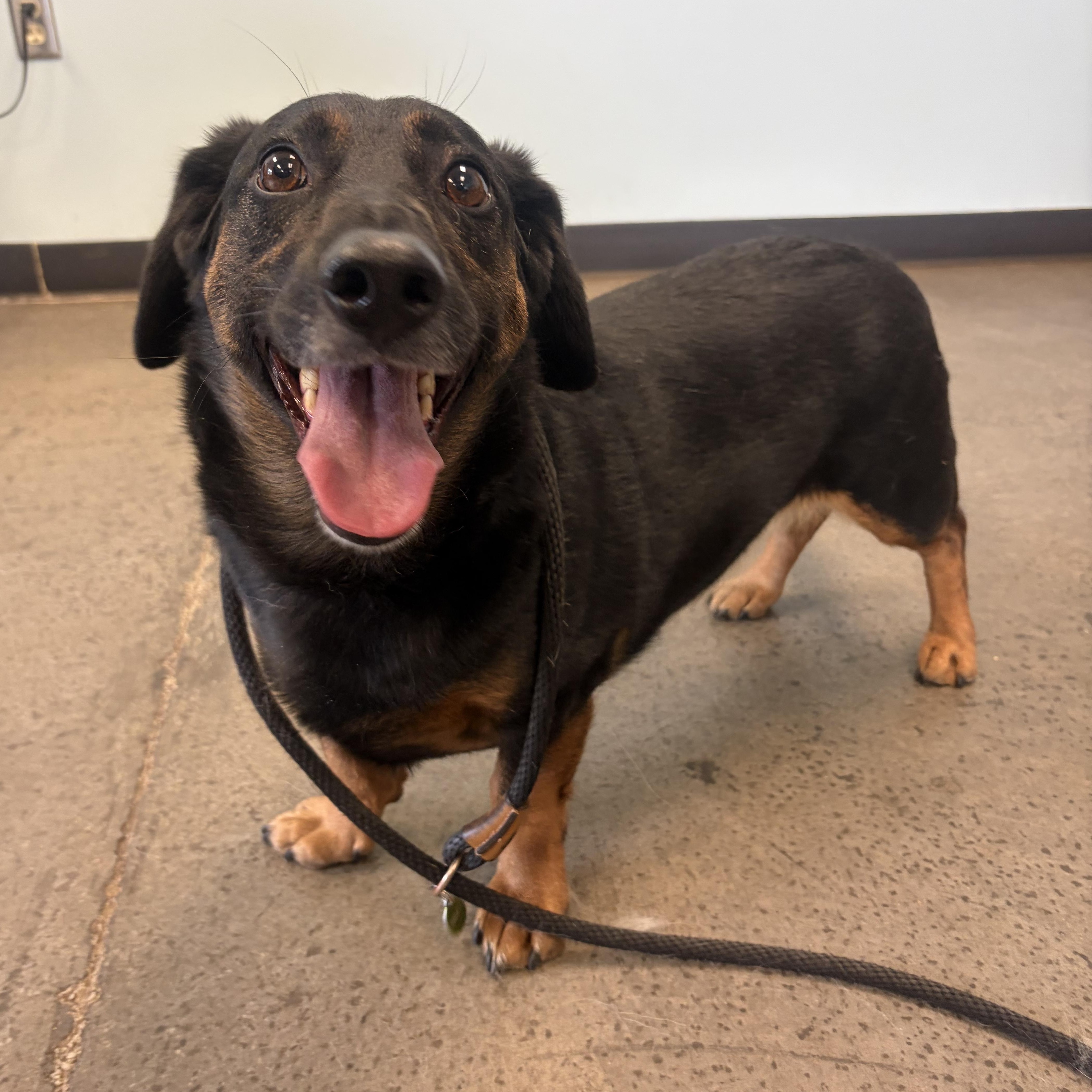 Teddy, an adopted mixed breed in Mishawaka, IN image 1/3