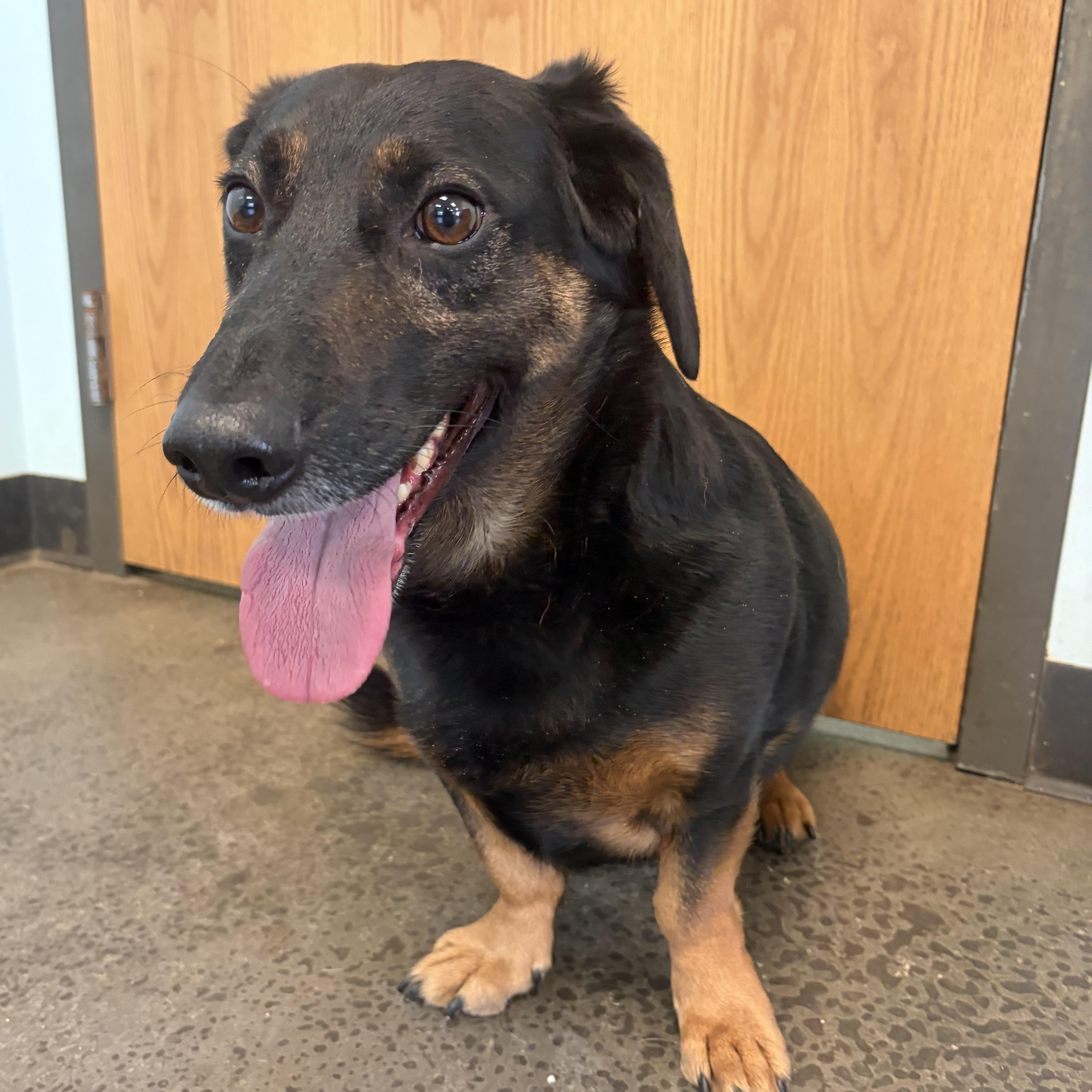 Teddy, an adopted mixed breed in Mishawaka, IN image 2/3
