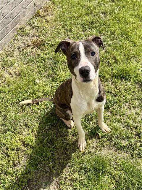 Enlarge DEW, a Adoptable mixed breed in Kalamazoo, MI image 1/1