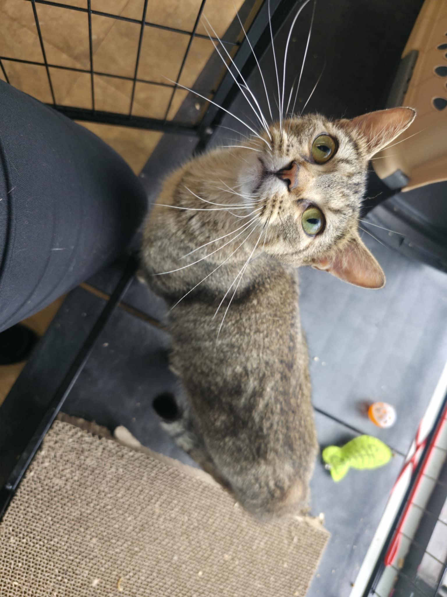 Enlarge Terra, a Adoptable Domestic Short Hair in Cowlesville, NY image 1/1