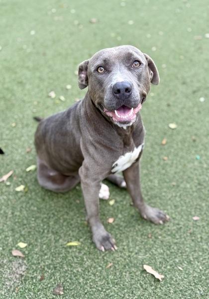 Enlarge Daffodil, a Adoptable mixed breed in Picayune, MS image 1/3