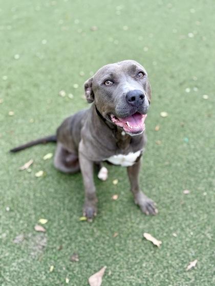 Enlarge Daffodil, a Adoptable mixed breed in Picayune, MS image 2/3