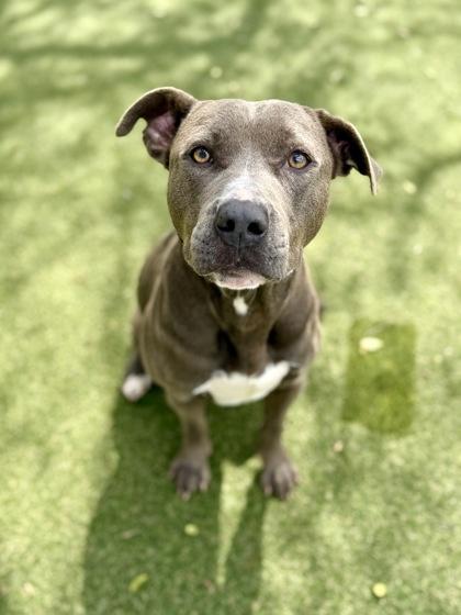 Enlarge Daffodil, a Adoptable mixed breed in Picayune, MS image 3/3