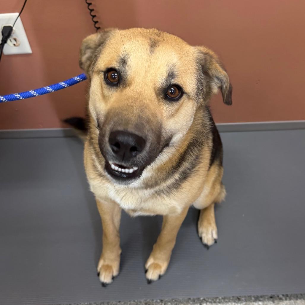 Enlarge Cecil, a Adoptable German Shepherd Dog in Detroit Lakes, MN image 1/3