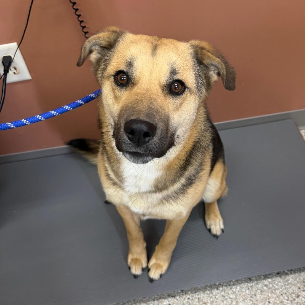 Enlarge Cecil, a Adoptable German Shepherd Dog in Detroit Lakes, MN image 2/3