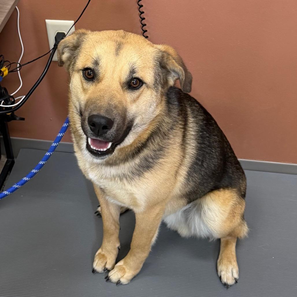 Enlarge Cecil, a Adoptable German Shepherd Dog in Detroit Lakes, MN image 3/3