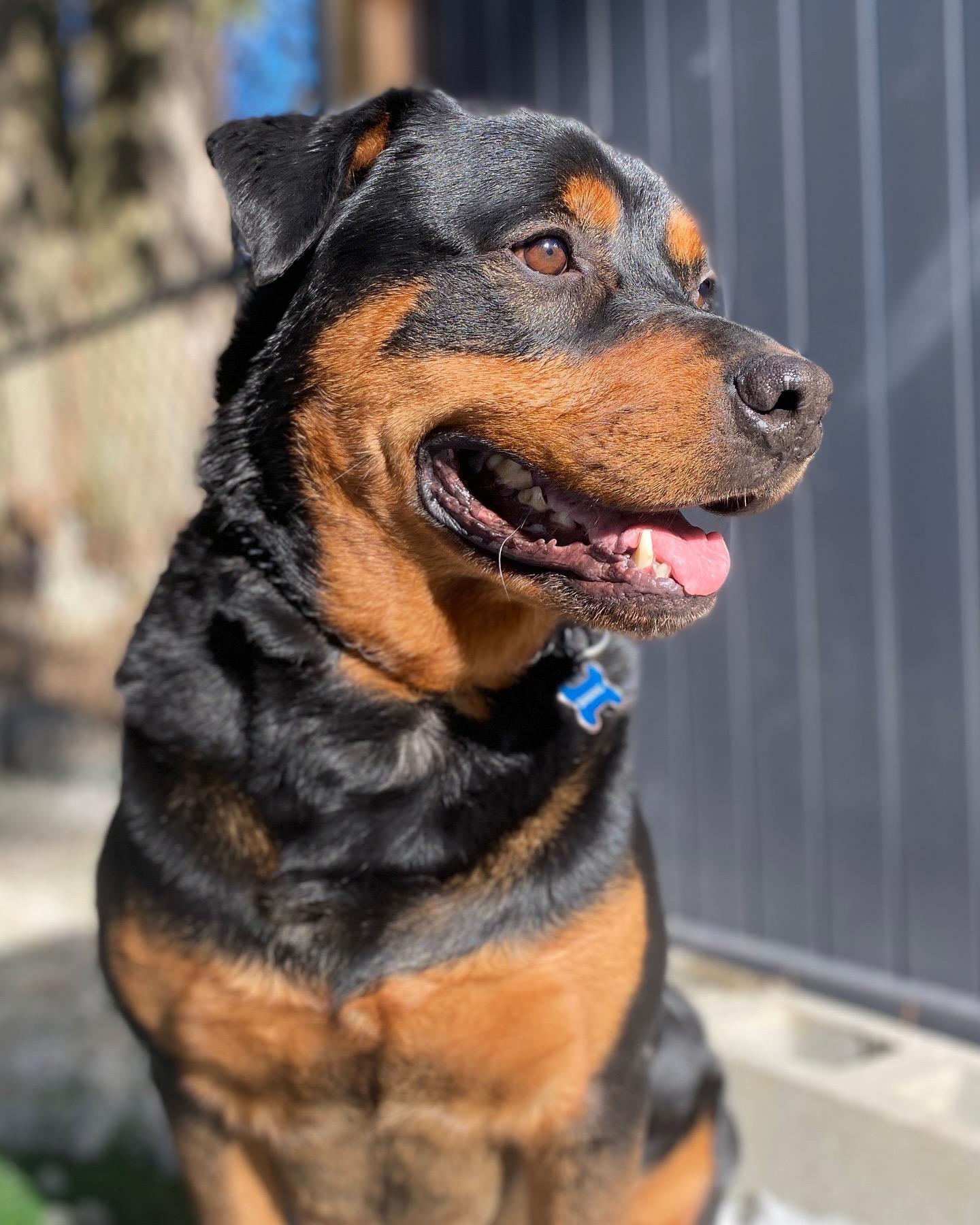 Bawang, a Adoptable Rottweiler in Surrey, BC image 1/6