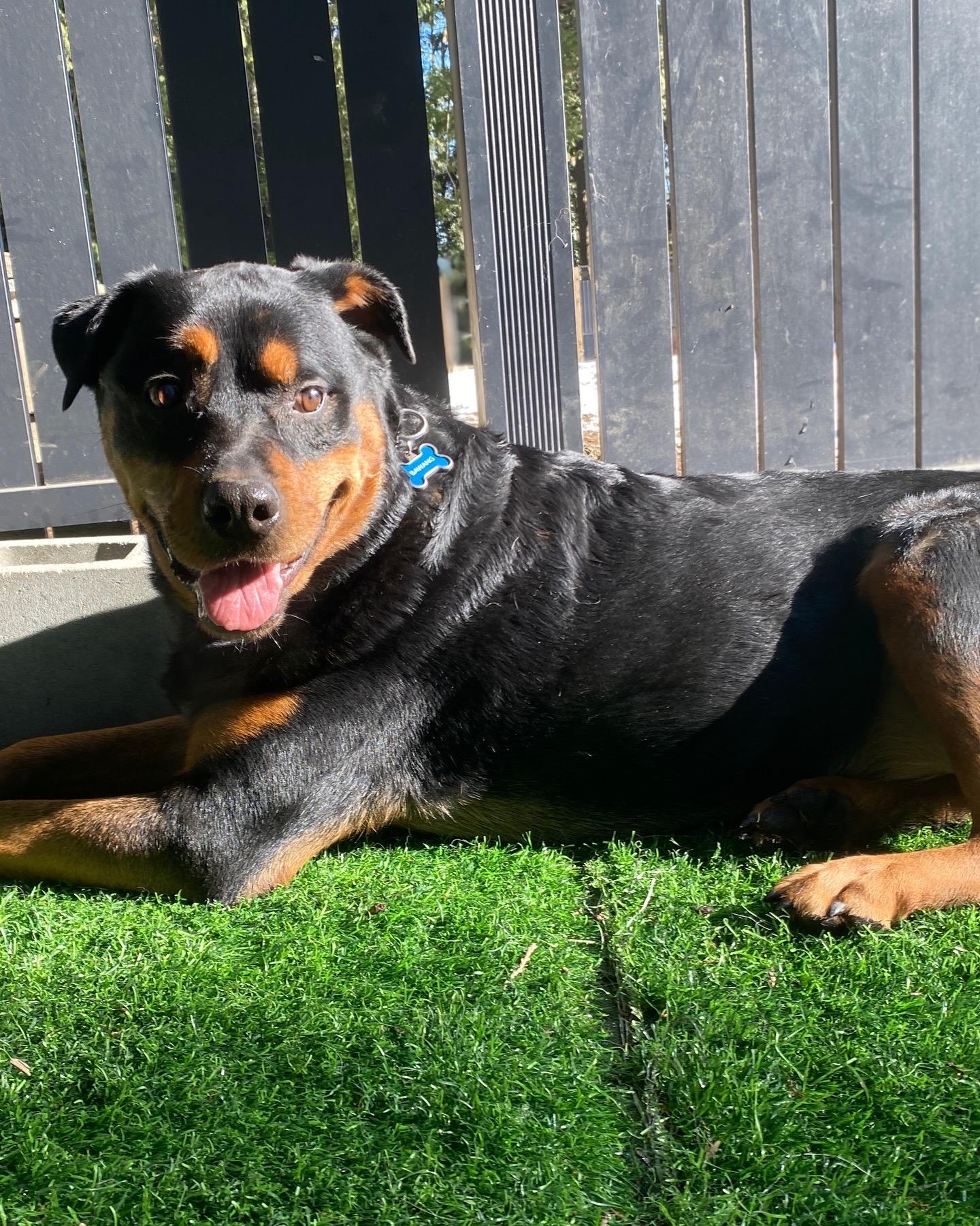 Bawang, a Adoptable Rottweiler in Surrey, BC image 2/6