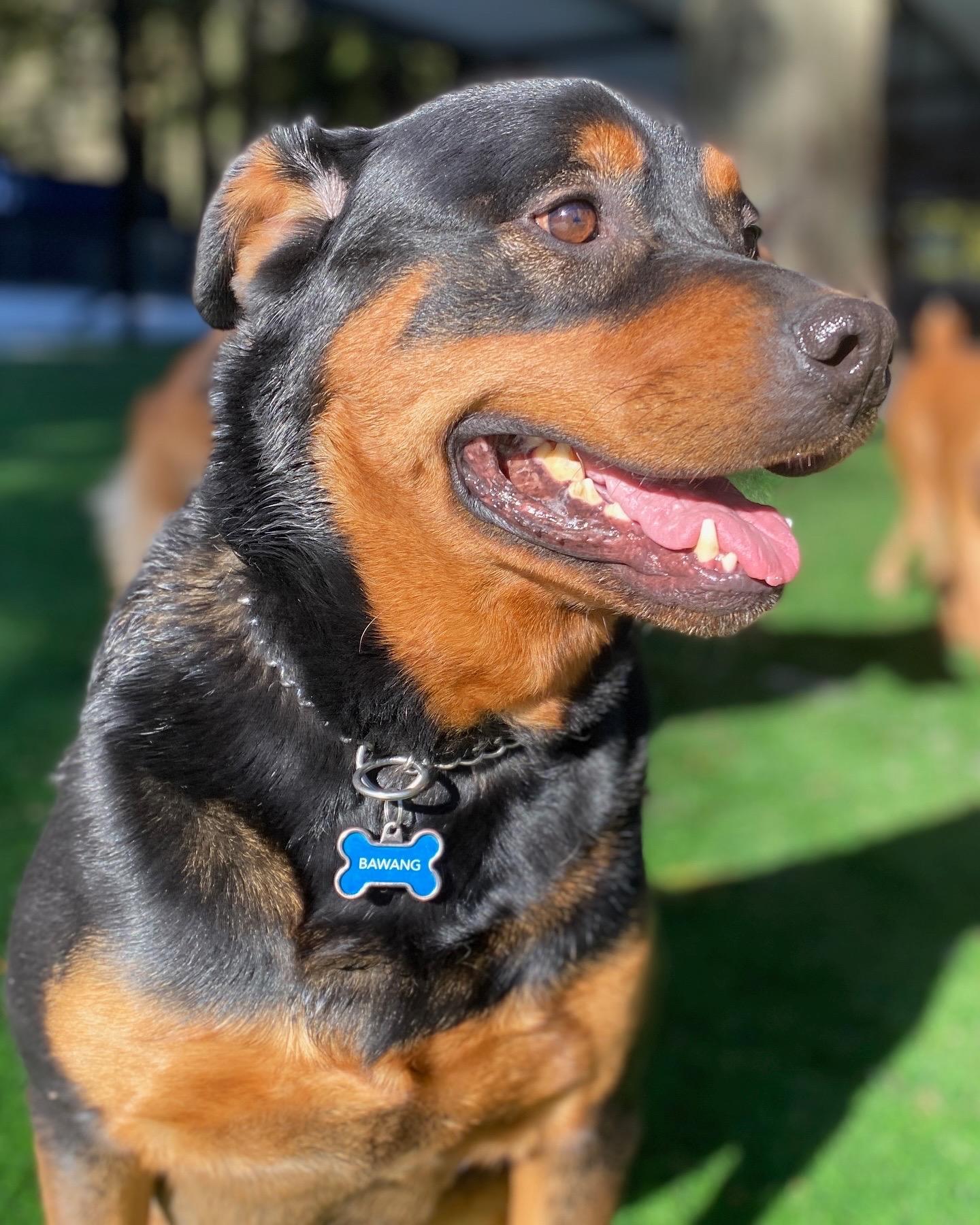 Bawang, a Adoptable Rottweiler in Surrey, BC image 3/6