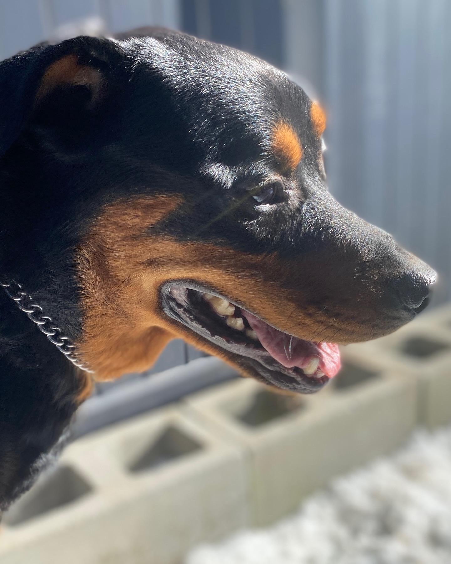 Bawang, a Adoptable Rottweiler in Surrey, BC image 5/6