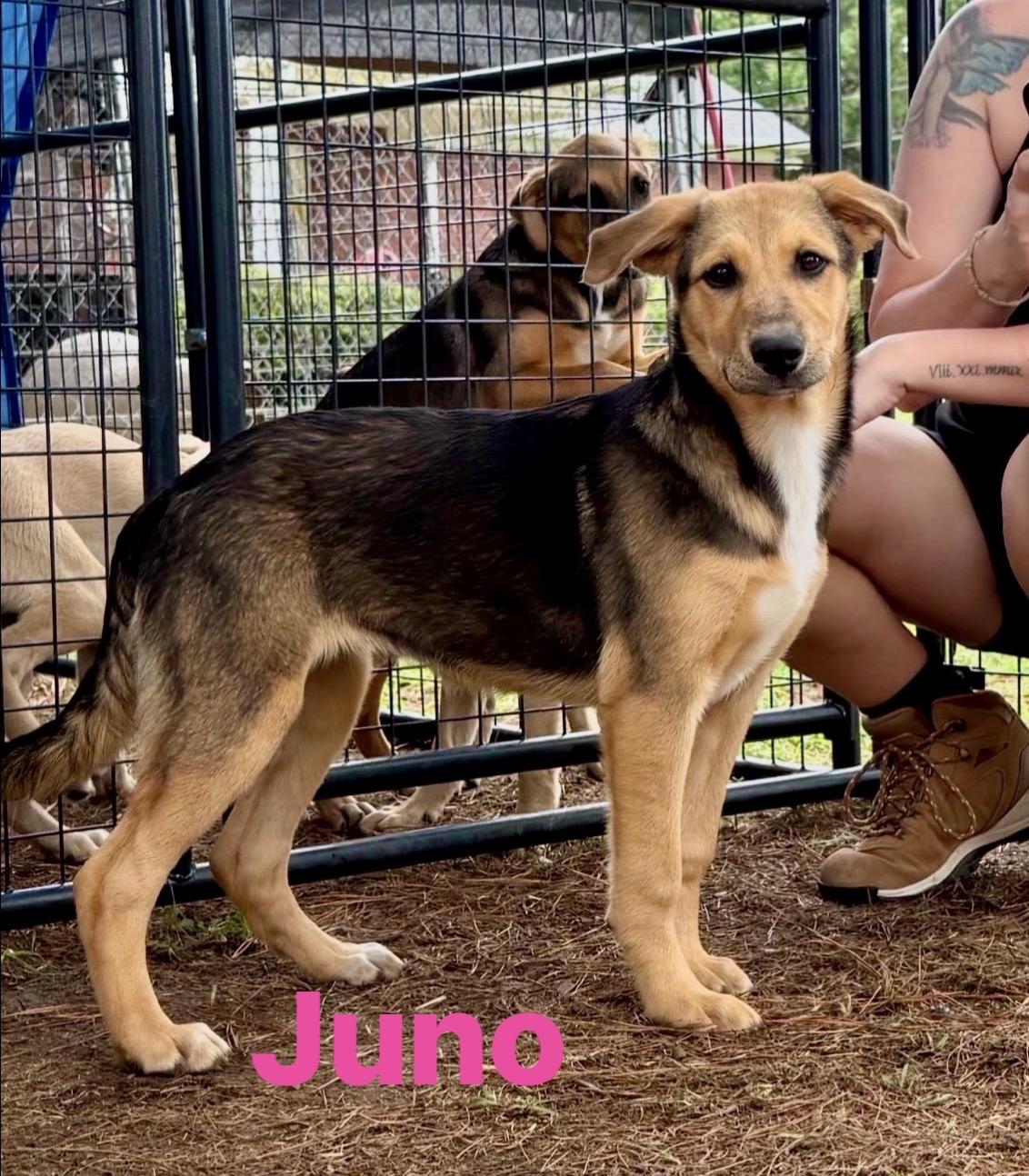 Juno, Adoptable, Puppy Female Black Mouth Cur.