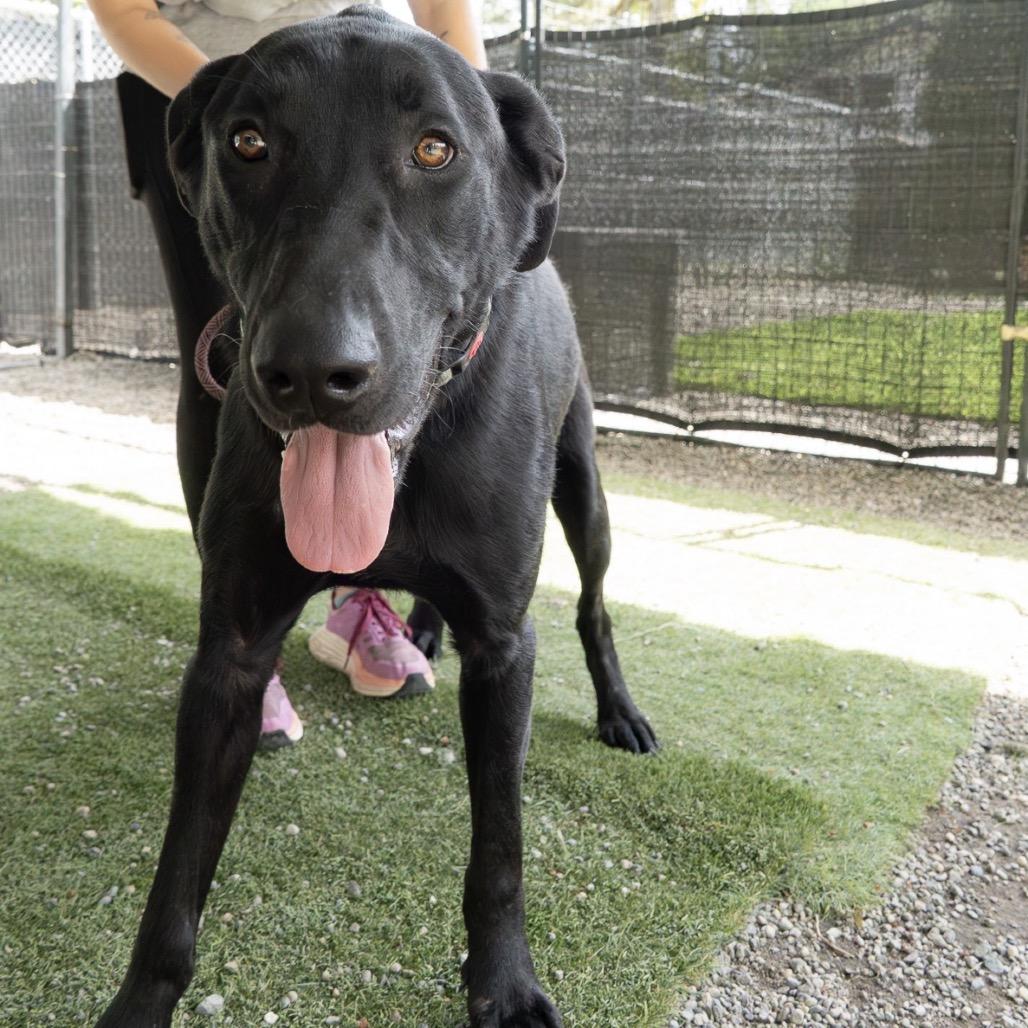Shadow, Adoptable, Young Male Black Labrador Retriever & German Shepherd Dog.