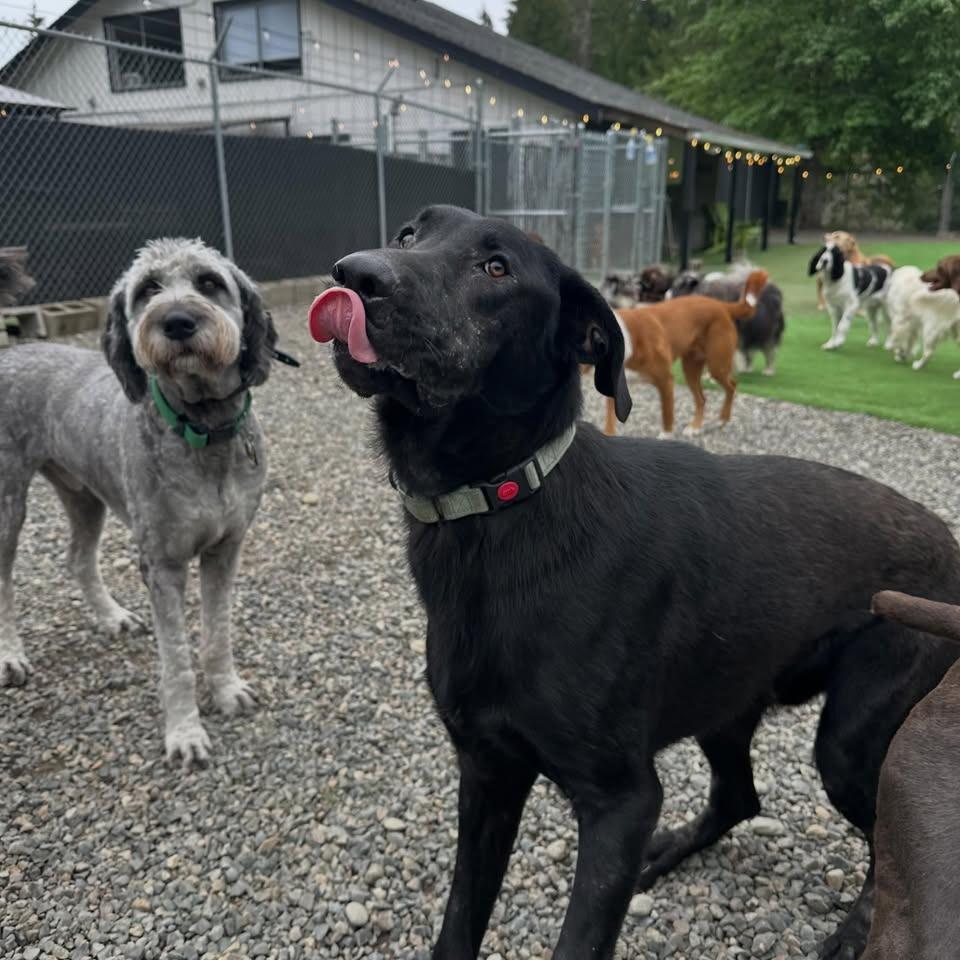 Enlarge Shadow, a Adoptable mixed breed in Tacoma, WA image 2/6