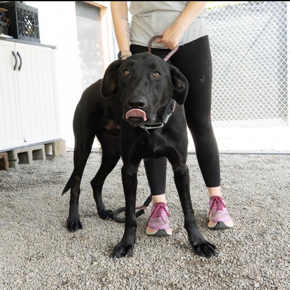 Enlarge Shadow, a Adoptable mixed breed in Tacoma, WA image 3/6