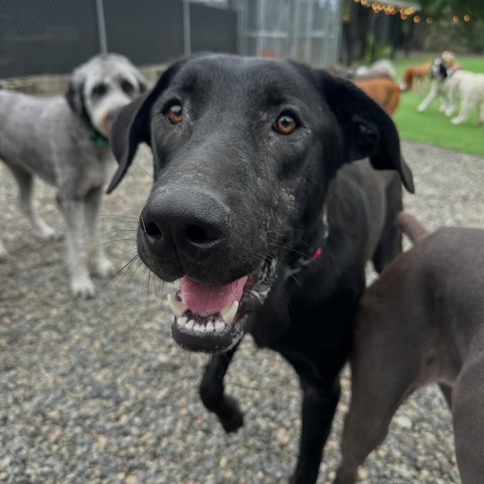 Enlarge Shadow, a Adoptable mixed breed in Tacoma, WA image 4/6