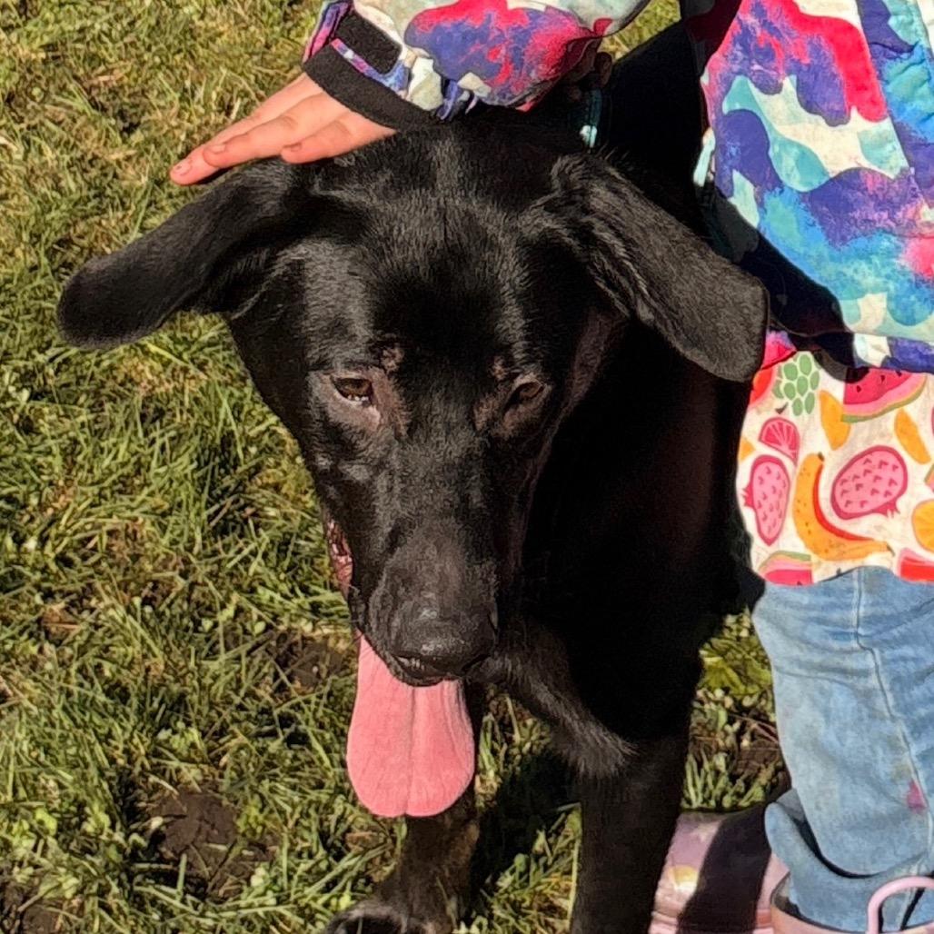 Enlarge Shadow, a Adoptable mixed breed in Tacoma, WA image 5/6