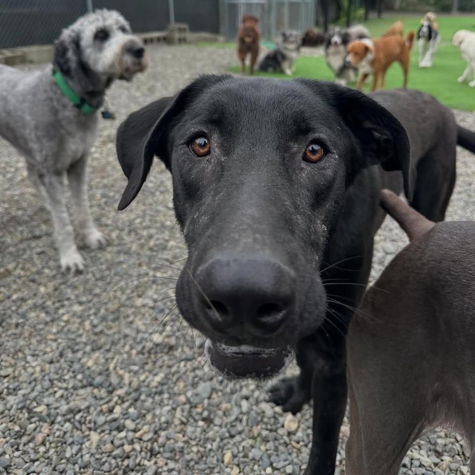 Enlarge Shadow, a Adoptable mixed breed in Tacoma, WA image 6/6