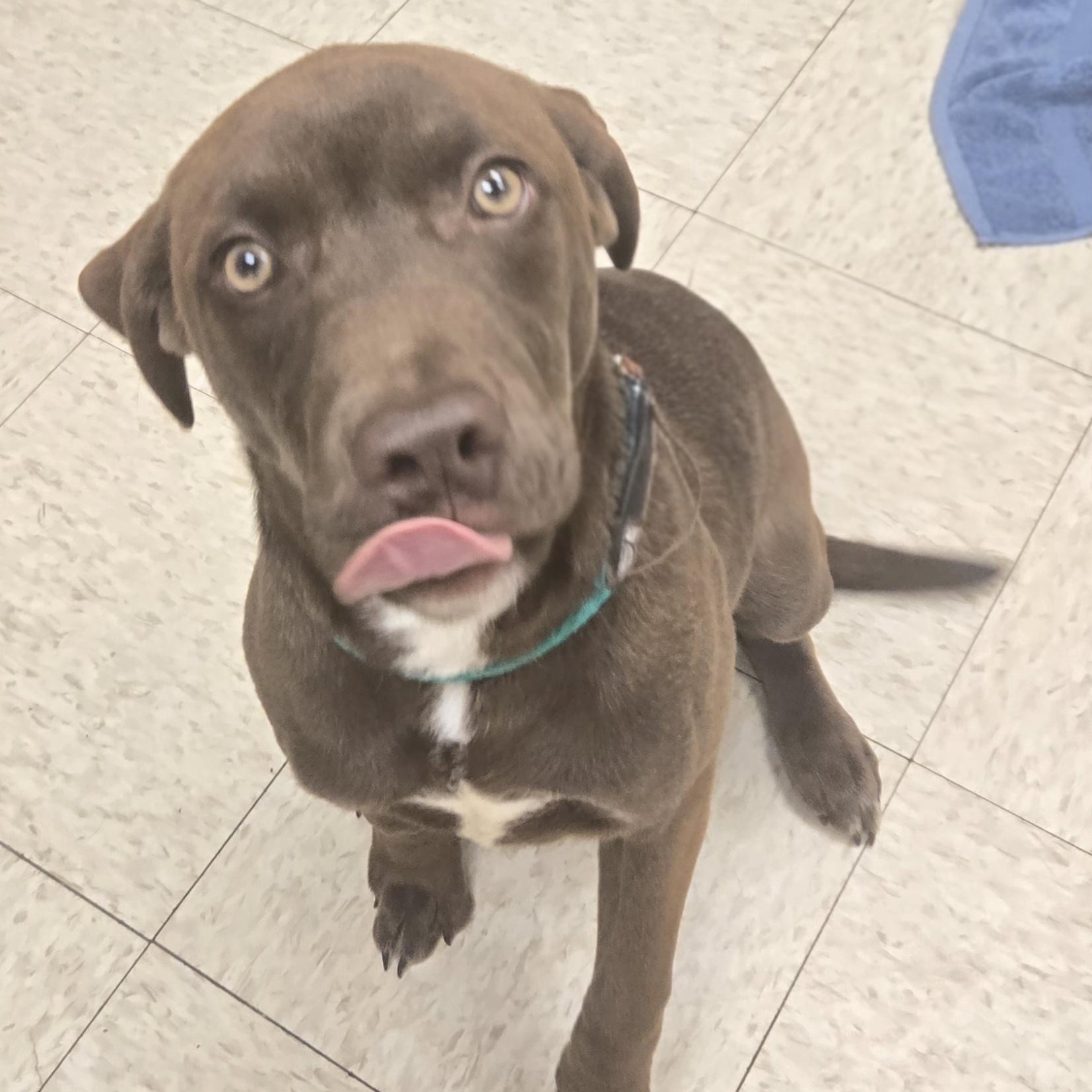 Enlarge Java Bean (Coming Soon...), a ADOPTABLE Labrador Retriever in Xenia , OH image 2/4