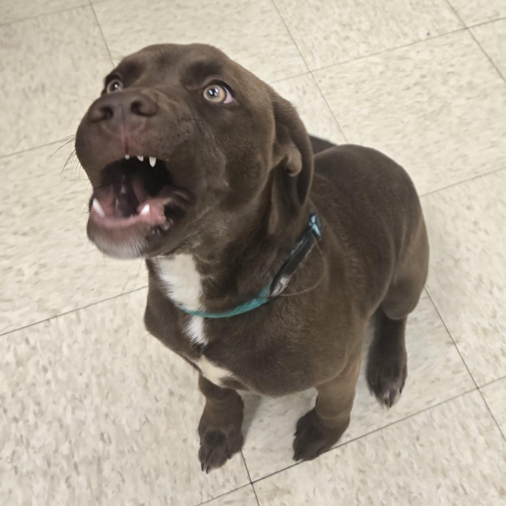 Enlarge Java Bean (Coming Soon...), a ADOPTABLE Labrador Retriever in Xenia , OH image 3/4