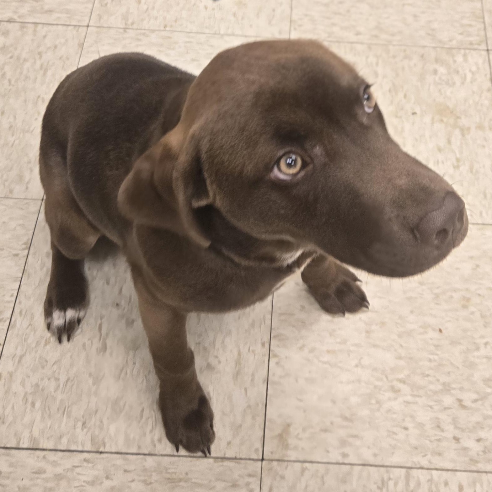 Enlarge Java Bean (Coming Soon...), a ADOPTABLE Labrador Retriever in Xenia , OH image 4/4