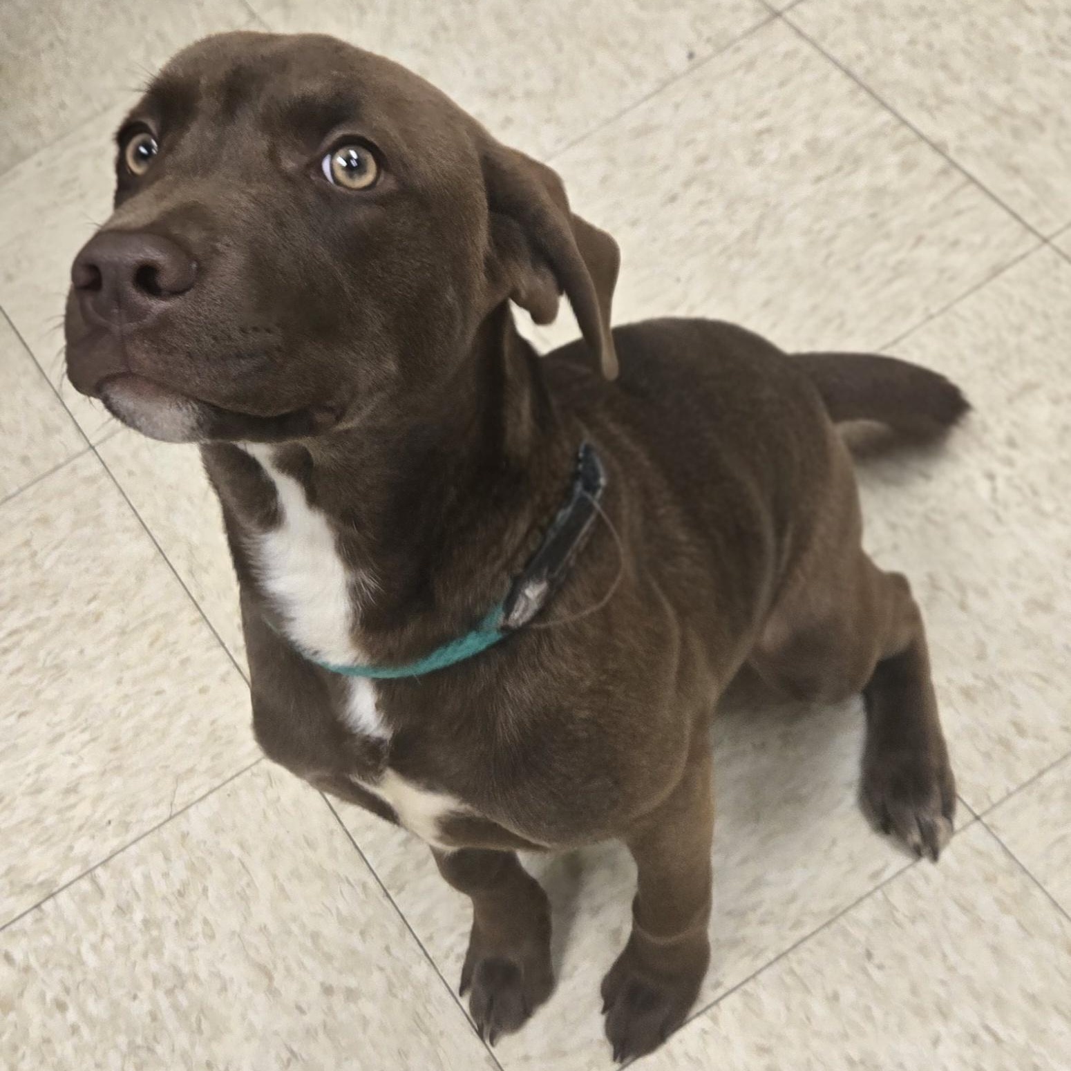 Enlarge Java Bean (Coming Soon...), a ADOPTABLE Labrador Retriever in Xenia , OH image 1/4