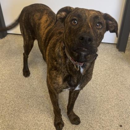 Bree, Young Female Mixed Breed