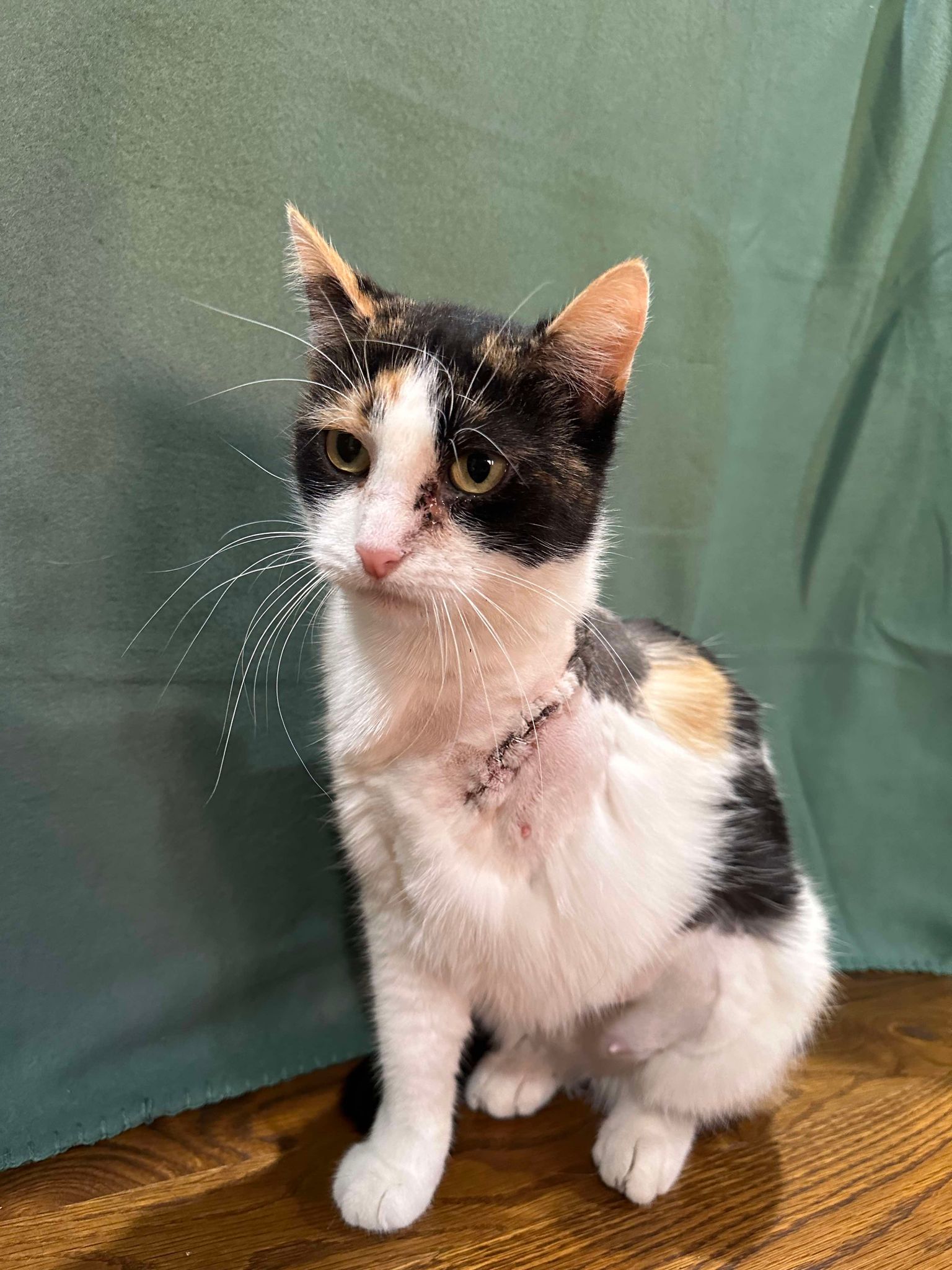 Enlarge Ginger, a Adopted Calico in Branson, MO image 2/4