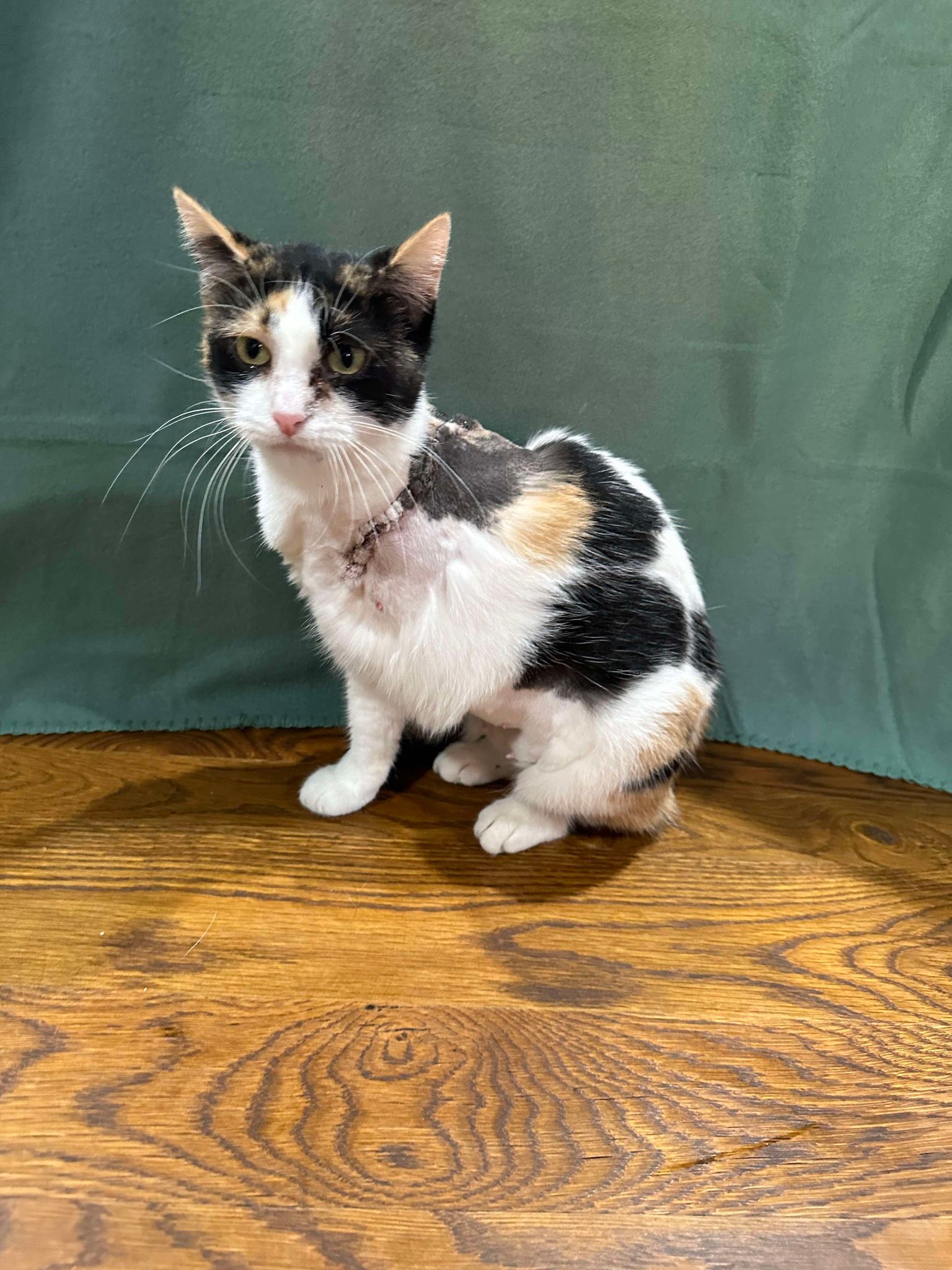 Enlarge Ginger, a Adopted Calico in Branson, MO image 3/4