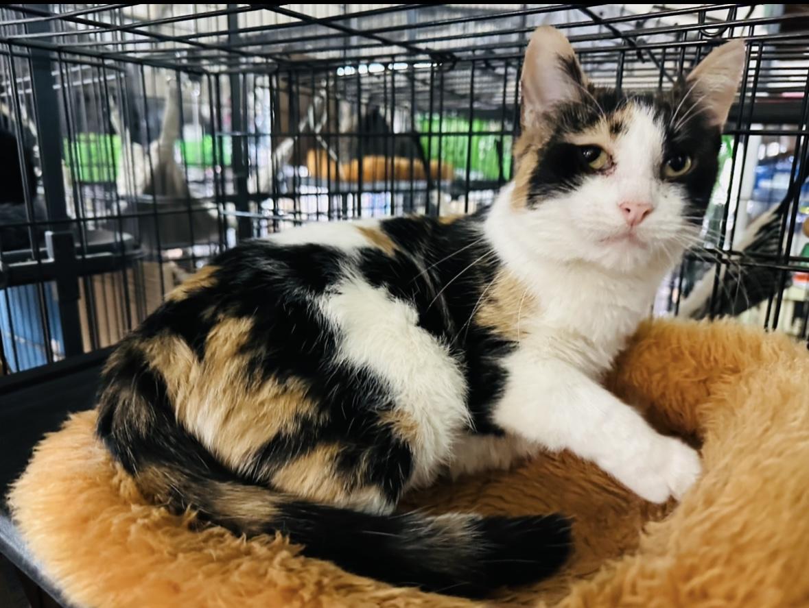 Ginger, Adopted, Adult Female Calico.