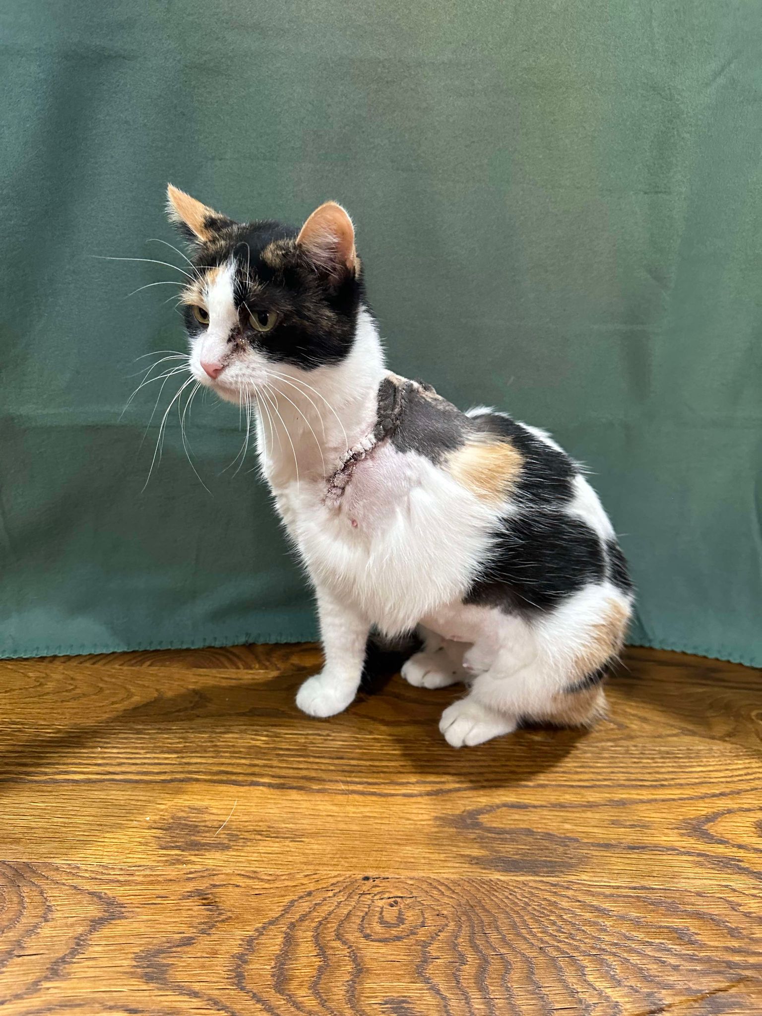 Enlarge Ginger, a Adopted Calico in Branson, MO image 4/4