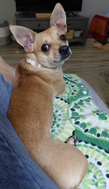 Dolly, a Adoptable Chihuahua in Fort Wayne, IN image 1/3