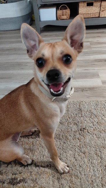 Dolly, a Adoptable Chihuahua in Fort Wayne, IN image 2/3