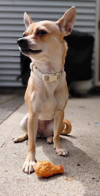 Dolly, a Adoptable Chihuahua in Fort Wayne, IN image 3/3