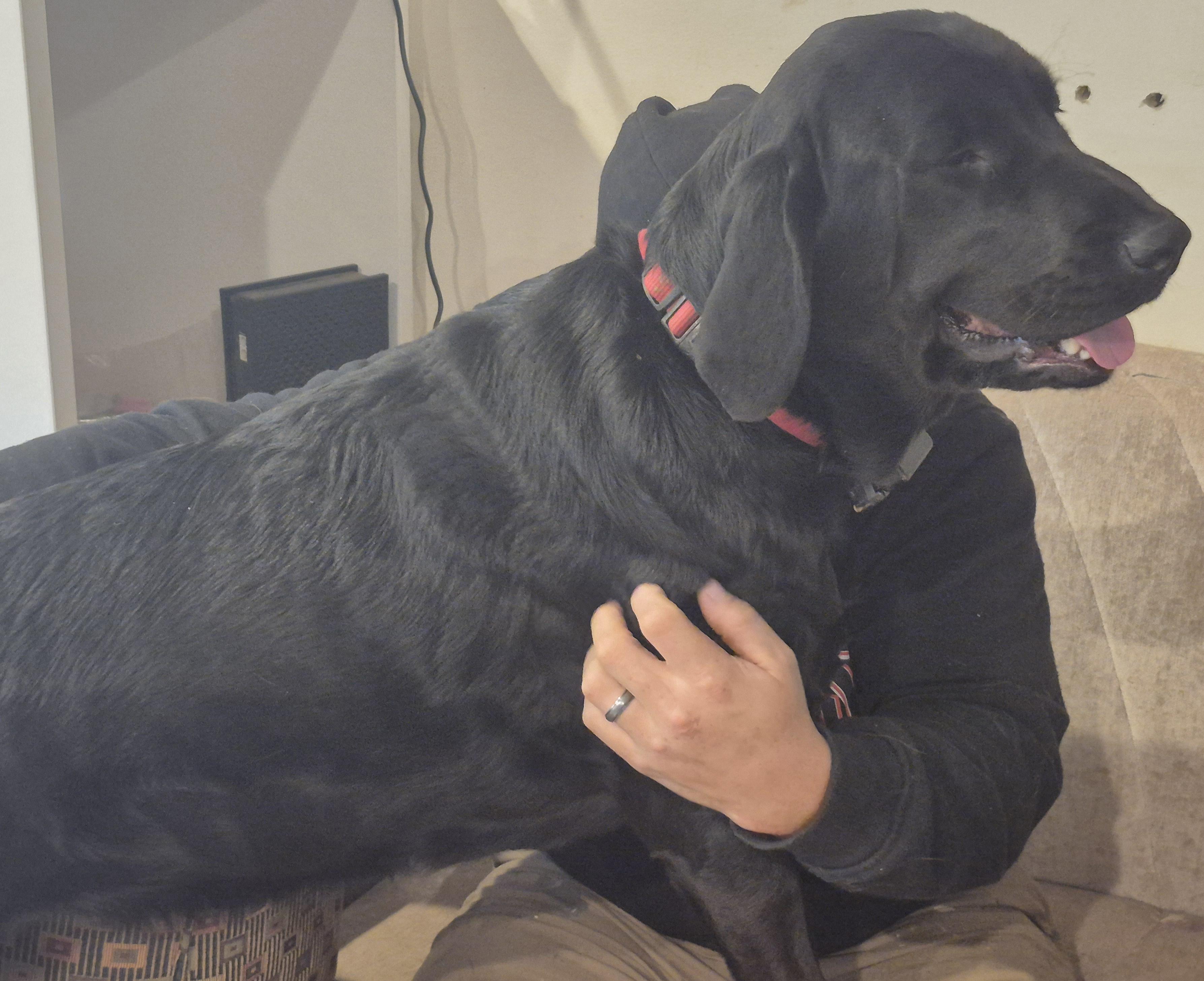 Enlarge The Golden Girls (Nizzi and Peyton) , a ADOPTABLE mixed breed in South Euclid, OH image 3/4