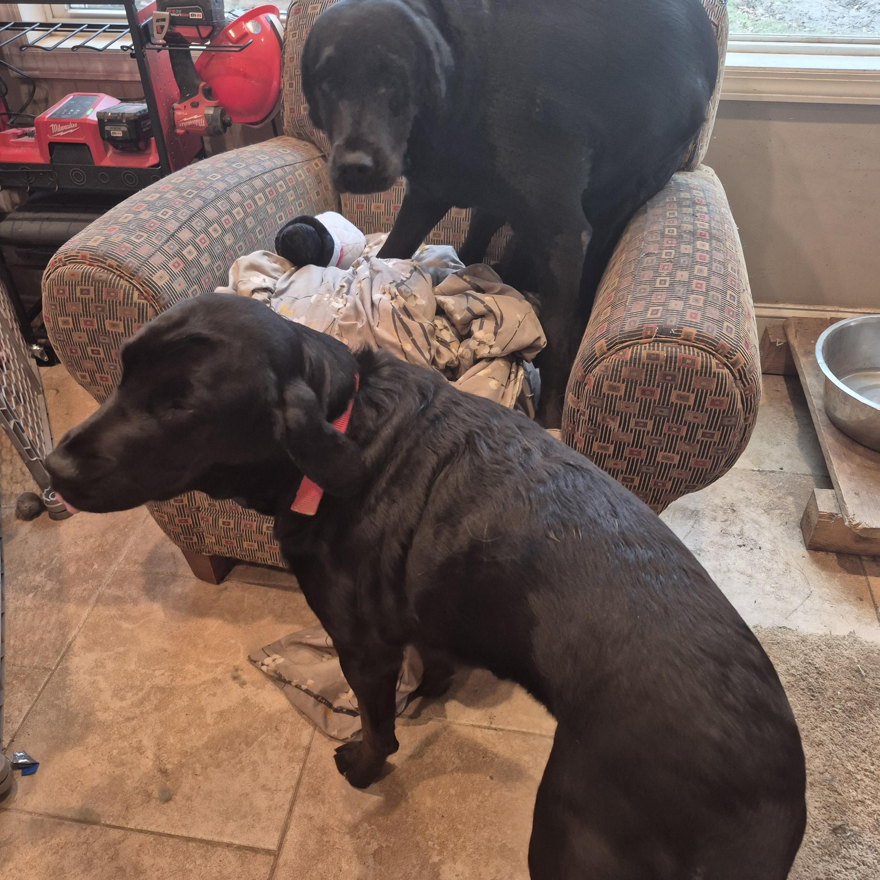 Enlarge The Golden Girls (Nizzi and Peyton) , a ADOPTABLE mixed breed in South Euclid, OH image 1/4