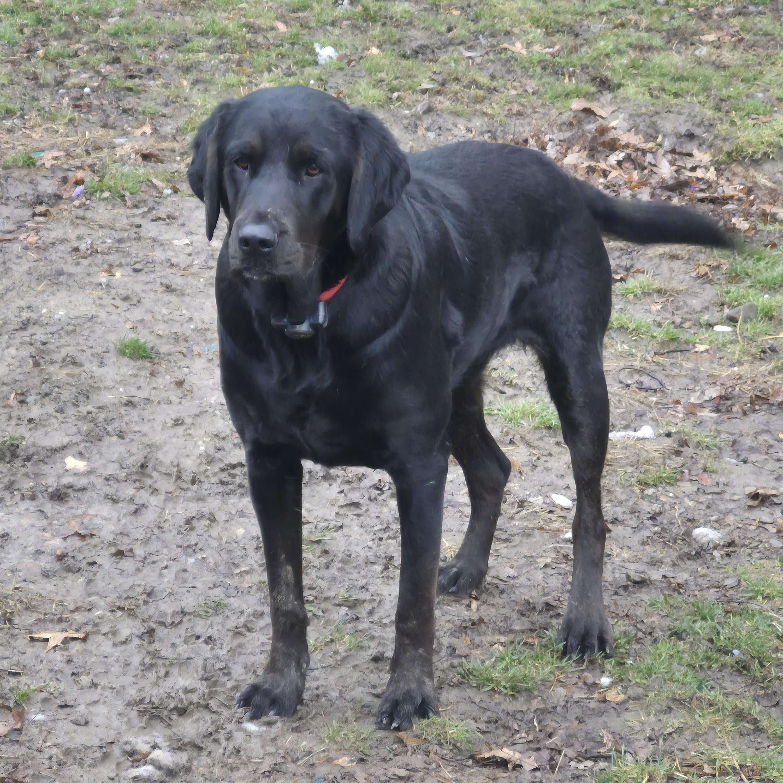Enlarge The Golden Girls (Nizzi and Peyton) , a ADOPTABLE mixed breed in South Euclid, OH image 4/4