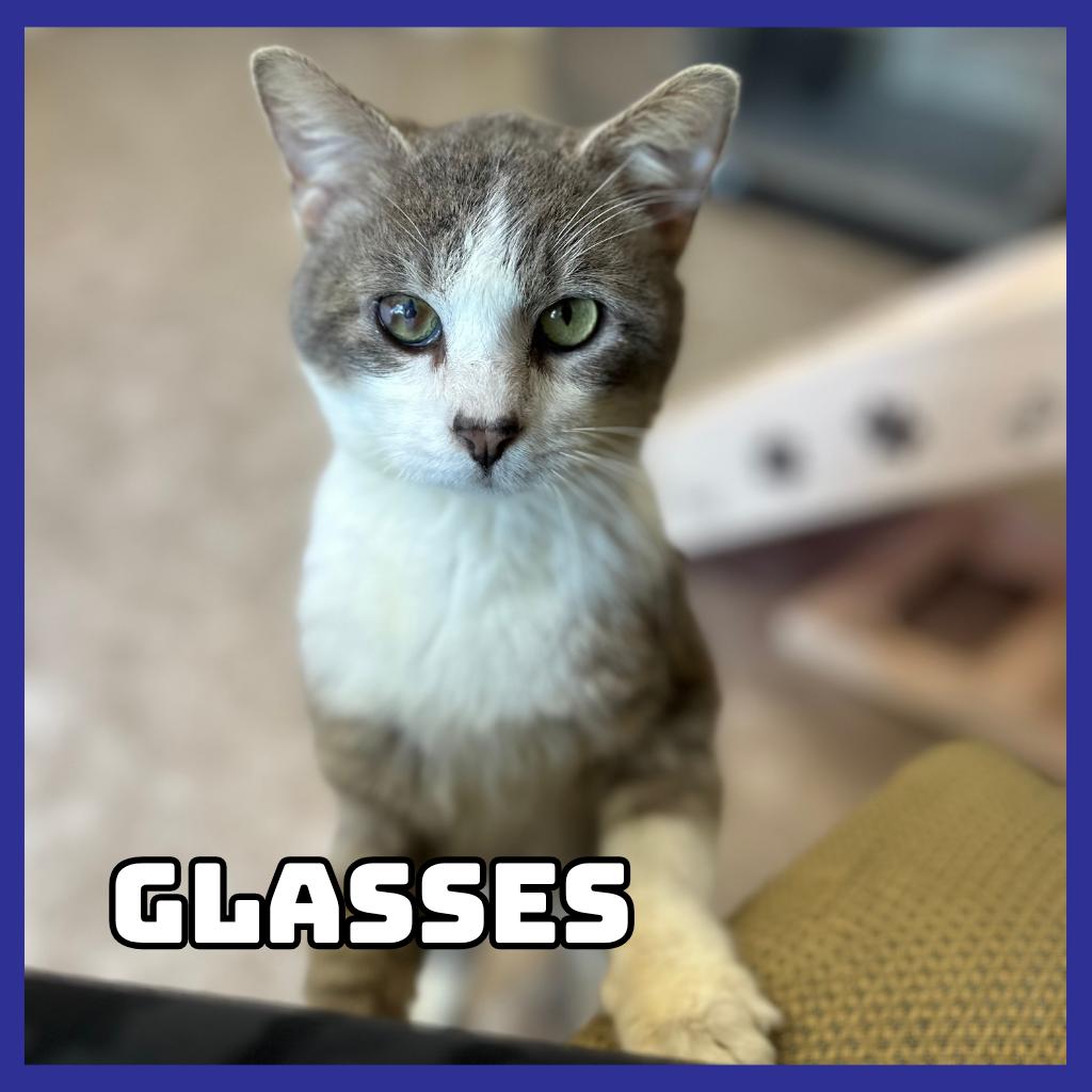 Glasses, Adoptable, Adult Male Domestic Short Hair.
