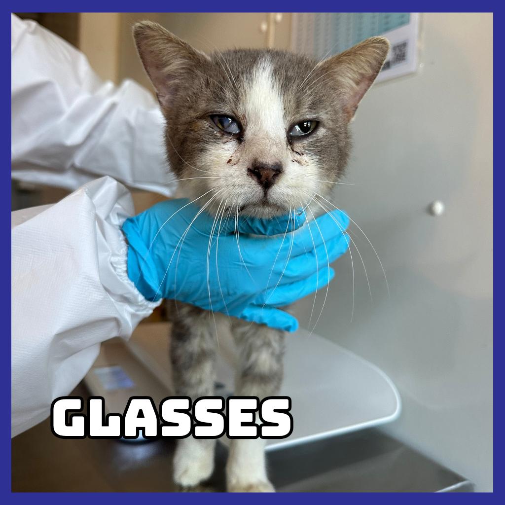 Enlarge Glasses, a Adoptable Domestic Short Hair in Glenwood, MN image 2/2