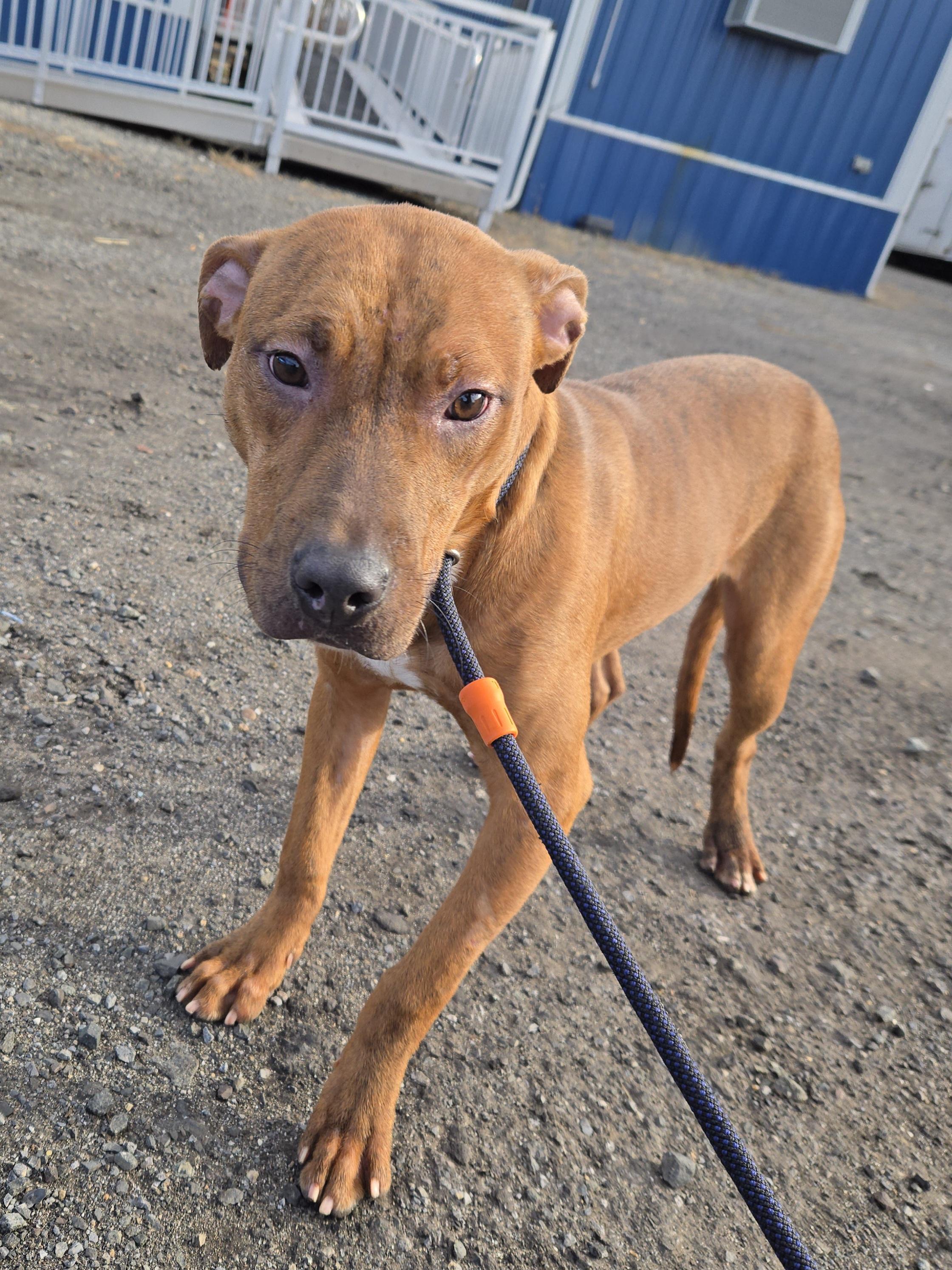 Enlarge Bebe, a ADOPTABLE Pit Bull Terrier in Trenton, NJ image 1/3