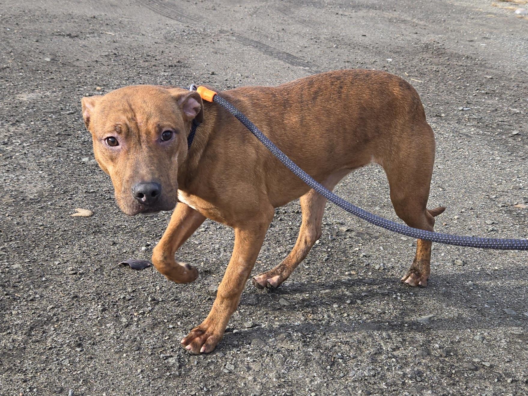 Enlarge Bebe, a ADOPTABLE Pit Bull Terrier in Trenton, NJ image 3/3