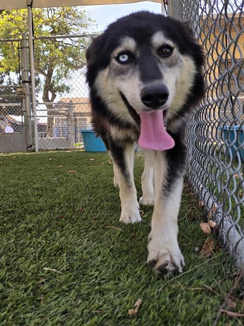 NALA, Adoptable, Young Female Labrador Retriever & Siberian Husky.