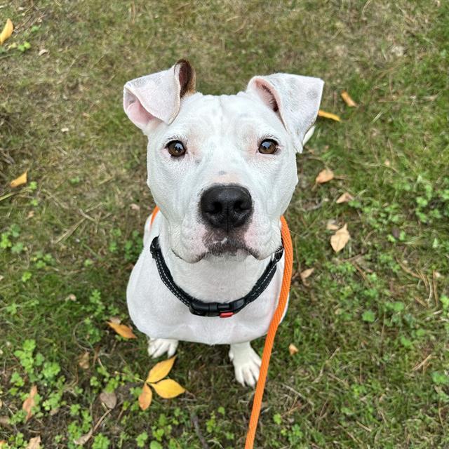 Enlarge MELANIE, a Adoptable mixed breed in Kent, WA image 1/1